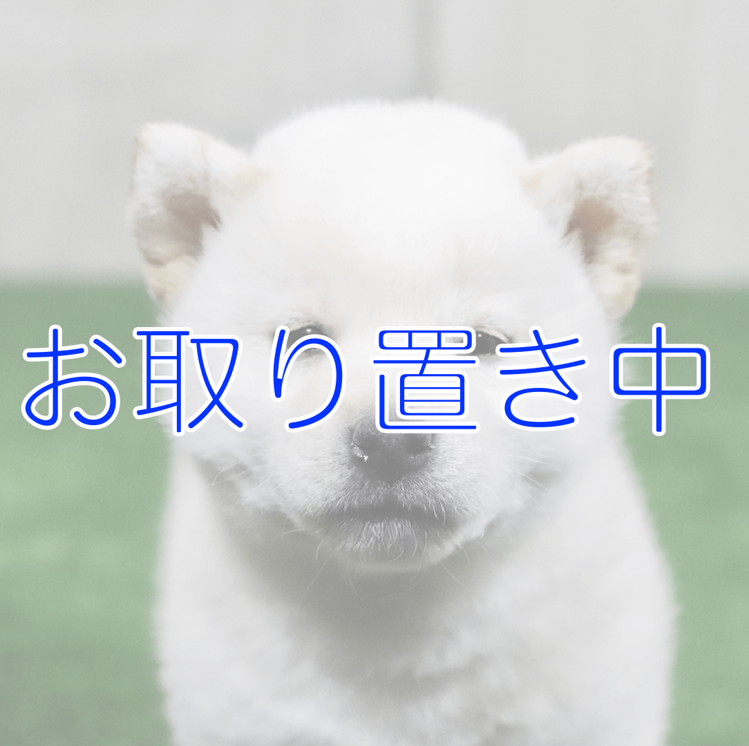 4/30まで商談中! 取り置き!!!