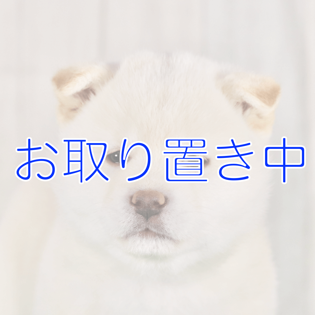 9/7まで取り置き 商談中!! （ご家族様募集中の子犬 | 武蔵照陽荘｜良質 