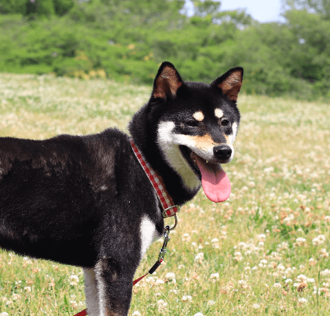 柴犬専門ブリーダー武蔵照陽荘