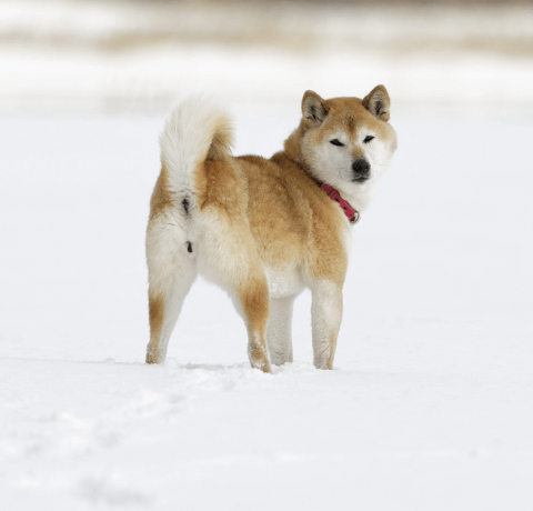柴犬専門ブリーダー武蔵照陽荘